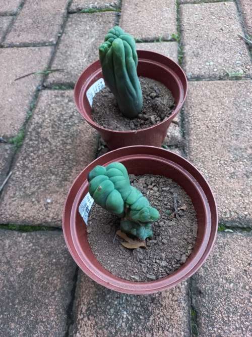 Bolivian torch/trichocereus bridgessii cactus crest