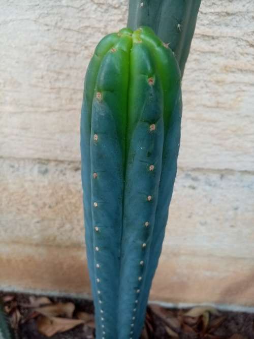 SAN PEDRO CACTUS CUTTINGS 15 cm - Ethnobotanical