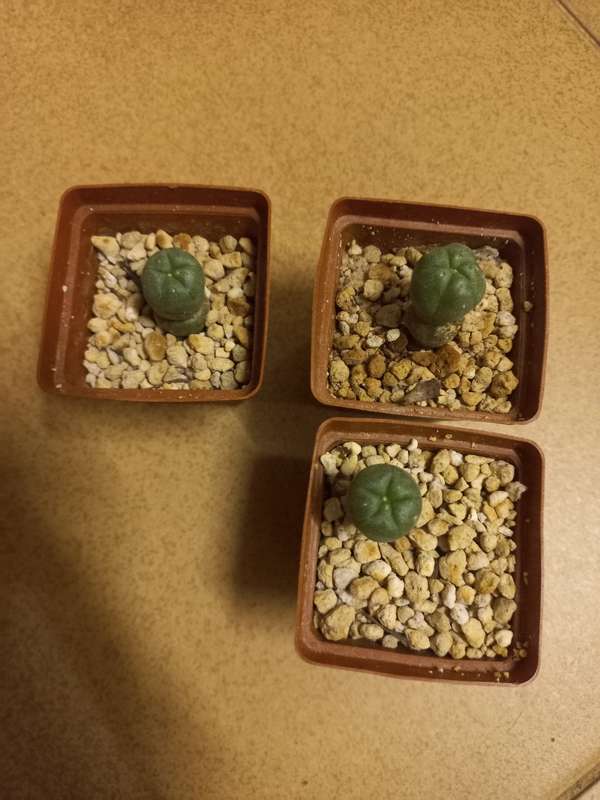 Lophophora williamsii Caespitosa Peyote