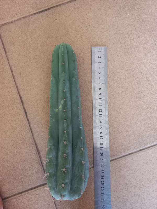 Trichocereus peruvianus short spine