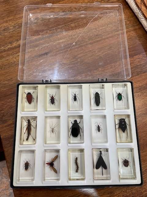 Complete tray of 15 Real life Bugs in Resin - very nice variety
