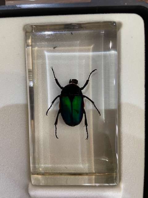 Complete tray of 15 Real life Bugs in Resin - very nice variety