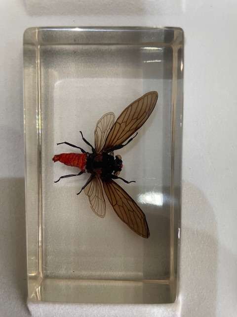 Complete tray of 15 Real life Bugs in Resin - very nice variety
