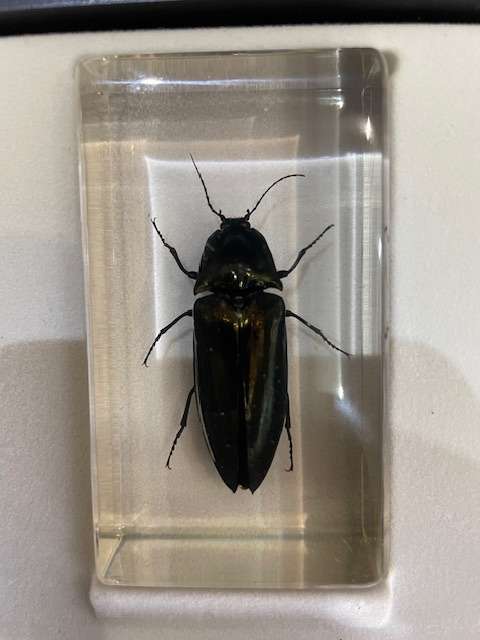 Complete tray of 15 Real life Bugs in Resin - very nice variety