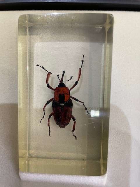 Complete tray of 15 Real life Bugs in Resin - very nice variety
