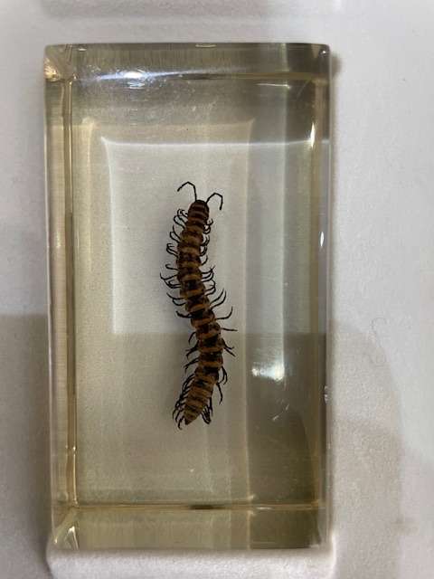 Complete tray of 15 Real life Bugs in Resin - very nice variety
