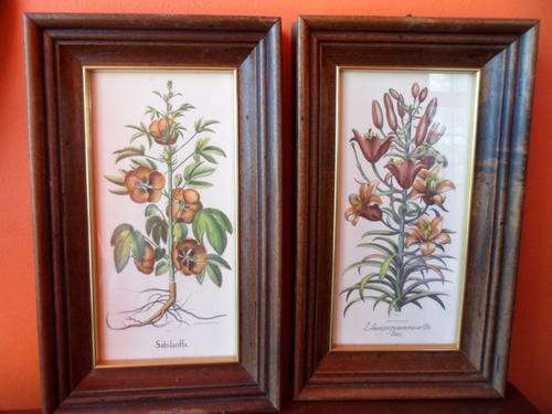 A PAIR OF LOVELY LITTLE BOTANICAL PRINTS  IN A HEAVY FRAMES