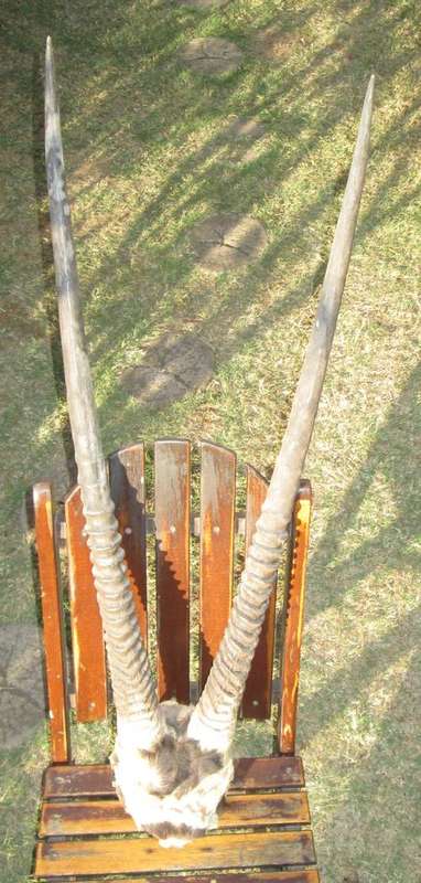 Vintage Gemsbok Horns from Blisful
