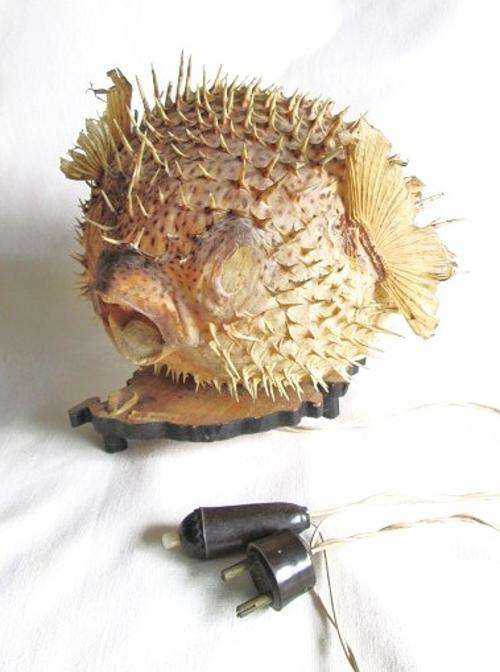 Vintage Taxidermy Spotted Puffer Fish (Real Blowfish) Table Lamp from Blisful