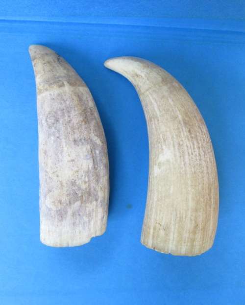 Antique pair of Sperm Whale Teeth from Blisful