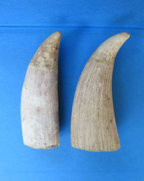 Antique pair of Sperm Whale Teeth from Blisful