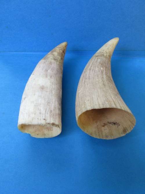 Antique pair of Sperm Whale Teeth from Blisful