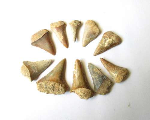 10 x Shark Teeth from Blisful
