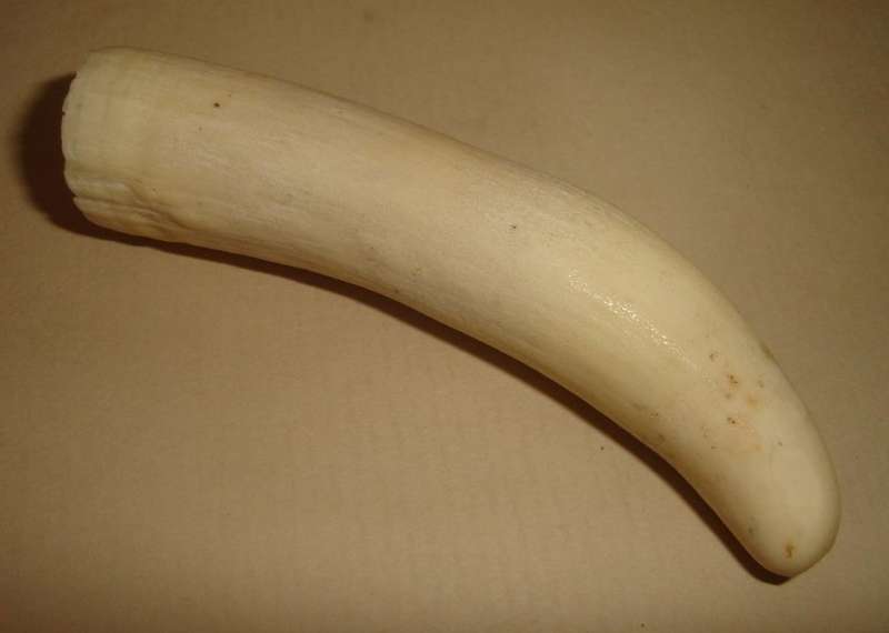SPERM WHALE TOOTH from BLISFUL
