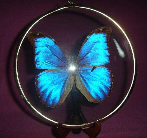 REAL BRASIL BLUE MORPHO BUTTERFLY in DOME GLASS WALL HANGING from BLISFUL