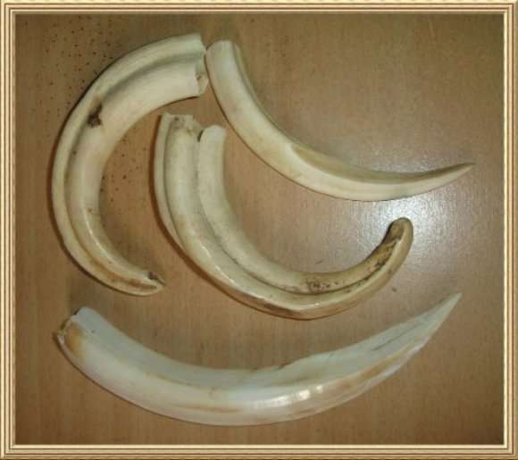 IVORY WARTHOG TEETH from BLISFUL