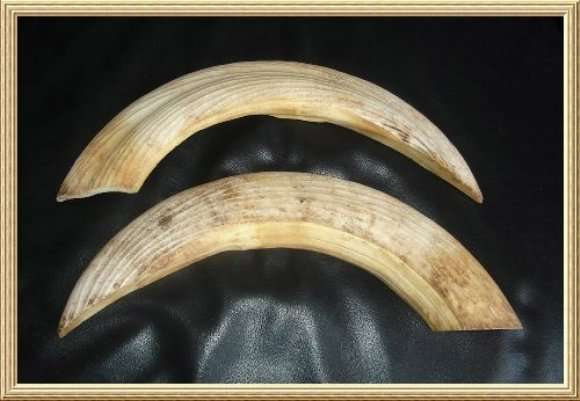 HIPPO TEETH from BLISFUL