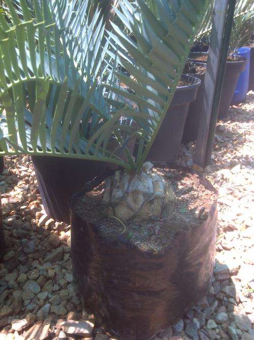 Encephalartos Trispinosus 20cm