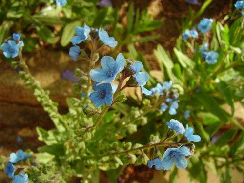 ANCHUSA CAPENSIS SEEDS - CAPE FORGET ME NOT 100 FLOWER SEEDS