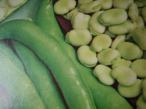 BROAD BEAN SEEDS NORA - 10 ORGANIC SEEDS