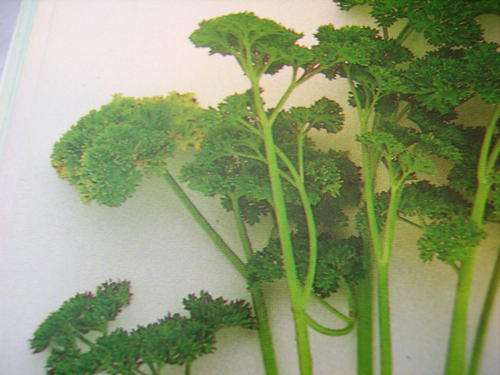 PARSLEY  MOSS CURL 5 g SEEDS CURLY PARSLEY SEEDS