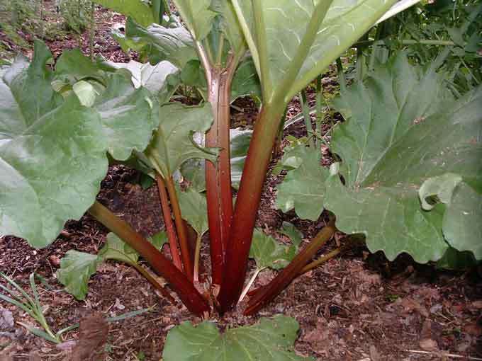 Rhubarb Victoria 10 Rhubarb Seeds