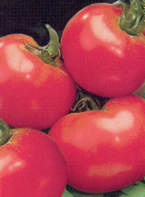 Tomato Heinz Seeds - 50 Determinate Tomato Seeds