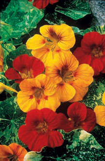 Nasturtium Alaska Mix - 20 Nasturtium Seeds
