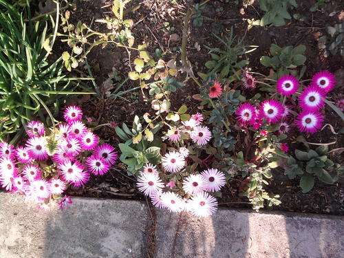 Mesembryanthemum Livingstone Daisy Vygie Mix -1 gram Seeds