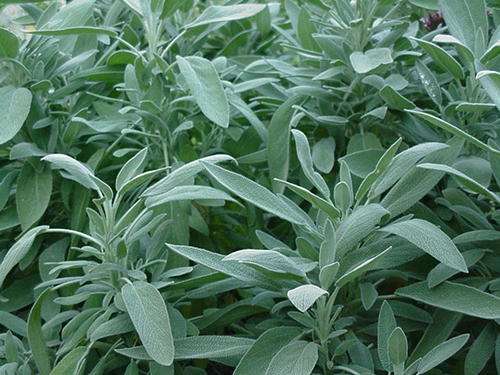 SAGE SEEDS SALVIA OFFICINALIS - 40 SAGE SEEDS