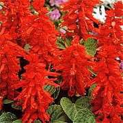 Salvia Seeds Blaze Of Fire - 50 Salvia Seeds