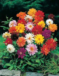 DAHLIA UNWINS MIX -  100 DAHLIA SEEDS