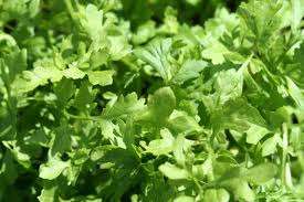GARDEN CRESS BROAD LEAF - 100 SEEDS