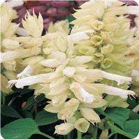 SALVIA VISTA WHITE 20 SALVIA SEEDS