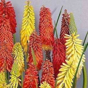 KNIPHOFIA SEEDS - UVARIA MIX - 30 KNIPHOFIA SEEDS