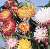 Helichrysum Swiss Giants Mix - 250 Helichrysum Seeds
