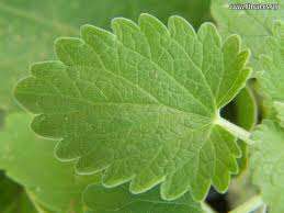 Catnip Herb 100+  Catnip Seeds