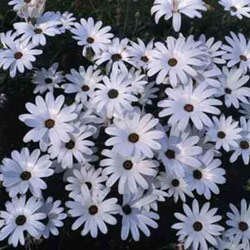 AFRICAN DAISY SILVERHILLS WHITE 100 SEEDS