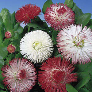 BELLIS DOUBLE FLOWER MIX 100 SEEDS