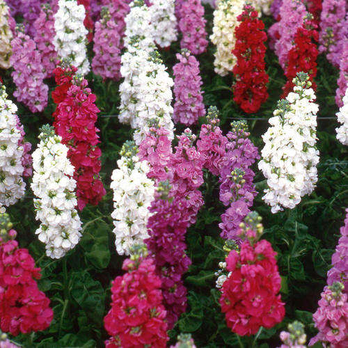 STOCKS SEEDS DWARF TEN WEEKS MIX - 250 APPROX. MATTIOLA INCANA SEEDS