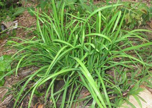 GARLIC CHIVES - 100 GARLIC CHIVES SEEDS