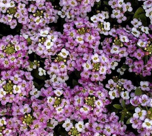 Alyssum Seeds Royal Carpet - 1/4 gram Alyssum Seeds