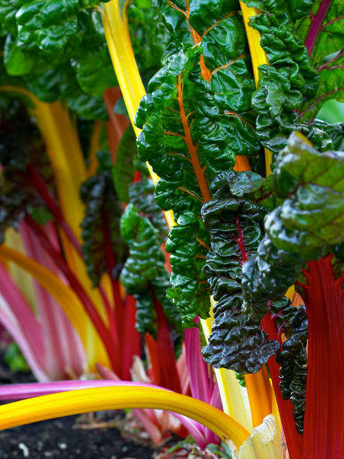 SPINACH - SWISS CHARD  BRIGHT LIGHTS - 100 SPINACH SEEDS