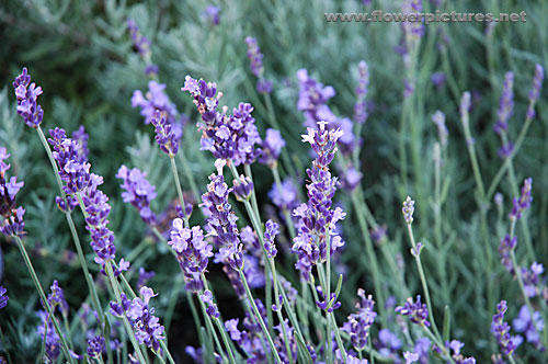 LAVENDER SEEDS TRUE ENGLISH -100 LAVENDER SEEDS