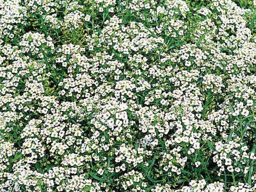 ALYSSUM SEEDS SNOWCLOTH - 100 ALYSSUM SEEDS