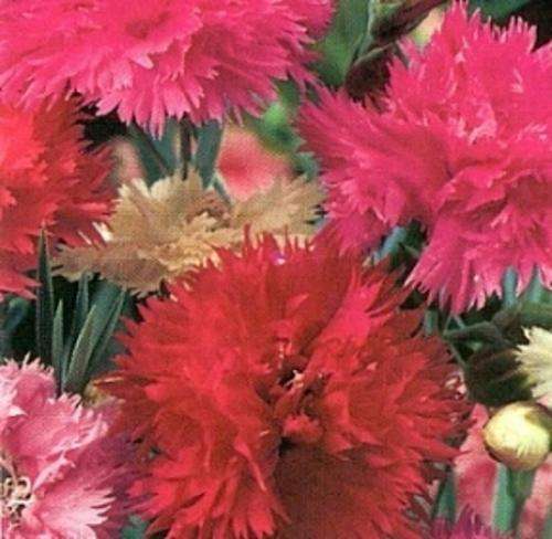 DIANTHUS DOUBLE GAIETY MIX 100 DIANTHUS SEEDS