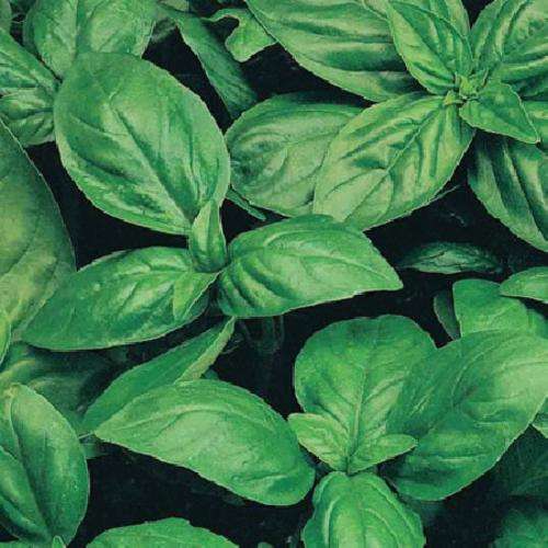 BASIL SWEET GENOVESE - 100 BASIL SEEDS