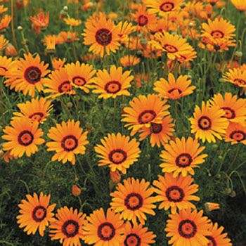 URSINIA BRIGHT ORANGE 40 URSINIA SEEDS