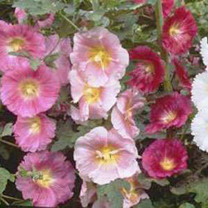 CAMPANULA MEDIUM MIX - 100 CAMPANULA SEEDS