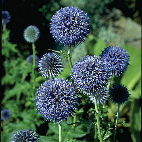 ECHINOPS  RITRO GLOBE THISTLE 20 SEEDS